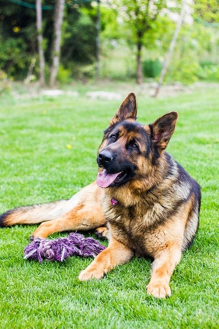 Free download dog german shepherd dogs animal free picture to be edited with GIMP free online image editor