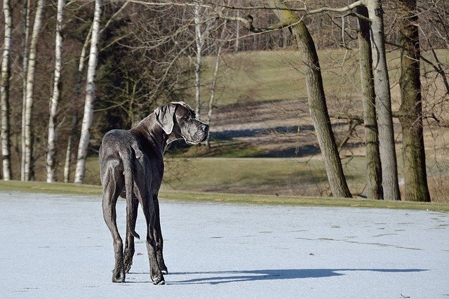 Free download dog great dane he looks free picture to be edited with GIMP free online image editor