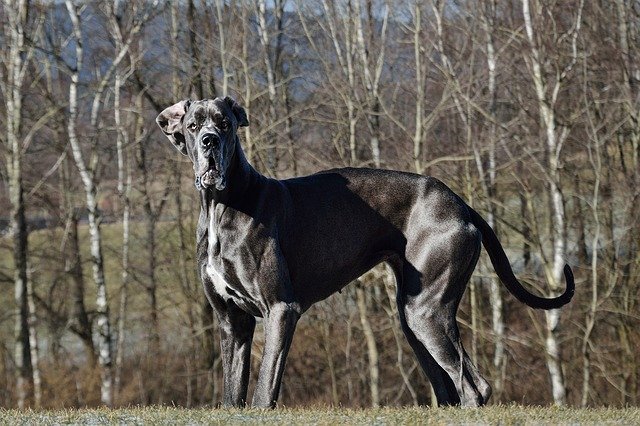 Free download dog great dane he looks great dane free picture to be edited with GIMP free online image editor