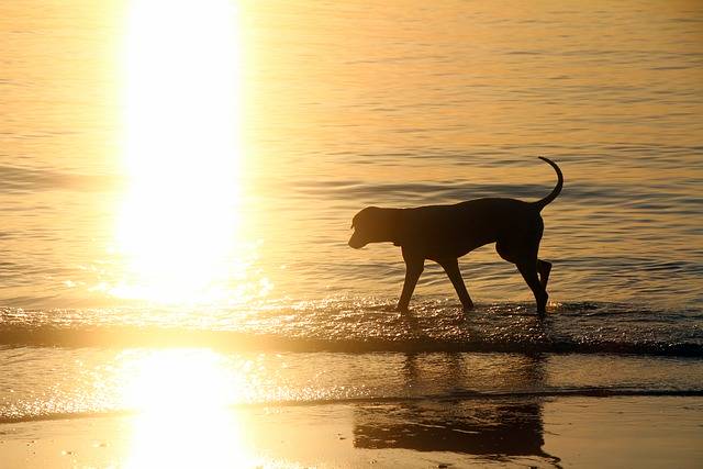 Kostenloser grafischer Hund im Wasser Hund am Meer zur Bearbeitung mit GIMP kostenloser Bildeditor von OffiDocs