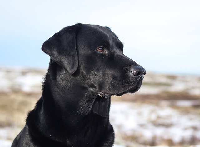 Free download dog labrador retriever beach snow free picture to be edited with GIMP free online image editor