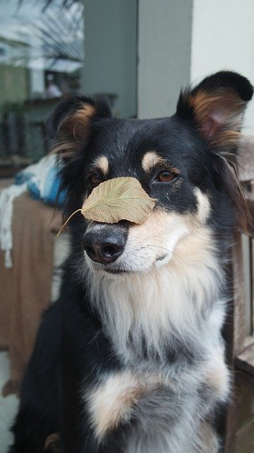 免费下载 Dog Leaves Leaf - 可使用 GIMP 在线图像编辑器编辑的免费照片或图片