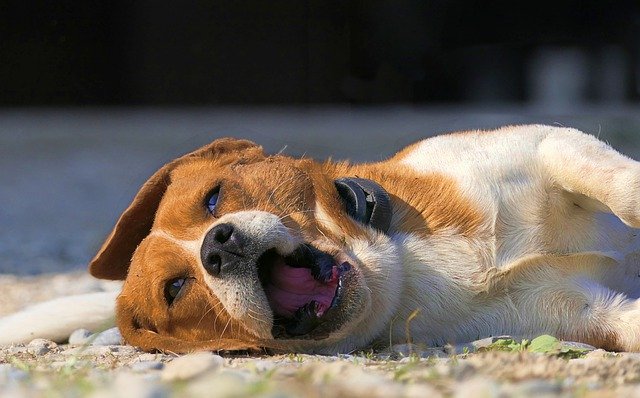 Free download dog lying tiredness yawns portrait free picture to be edited with GIMP free online image editor