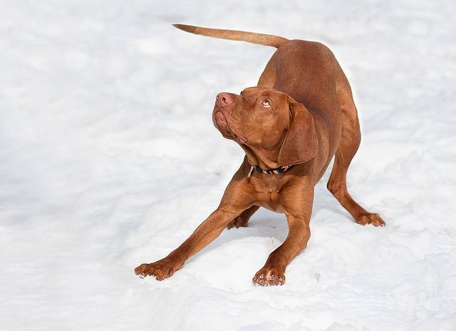 ດາວໂຫລດຟຣີ dog magyar vizsla ສີນ້ໍາຕານ snow ຟຣີຮູບພາບທີ່ຈະແກ້ໄຂດ້ວຍ GIMP ບັນນາທິການຮູບພາບອອນໄລນ໌ຟຣີ