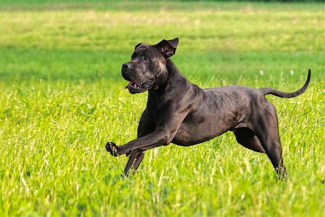 Free download dog pet canine animal running free picture to be edited with GIMP free online image editor