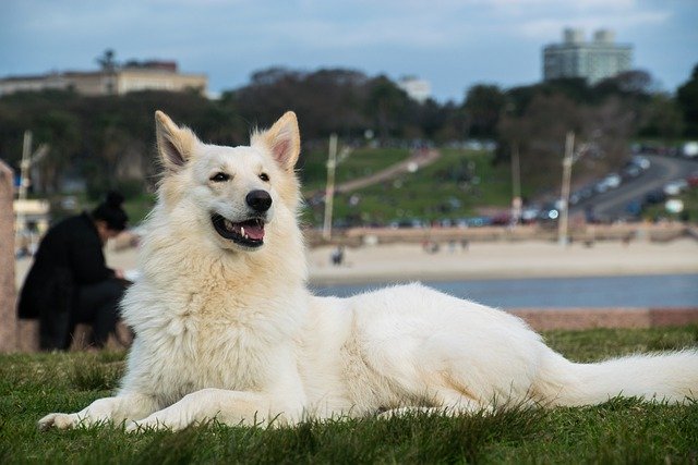 Free download dog pet canine animal white dog free picture to be edited with GIMP free online image editor