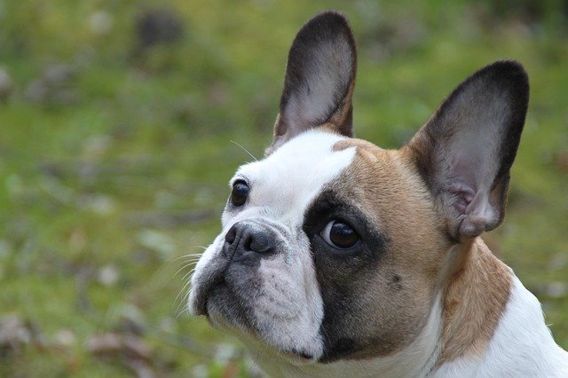 Free download dog portrait animal french bulldog free picture to be edited with GIMP free online image editor