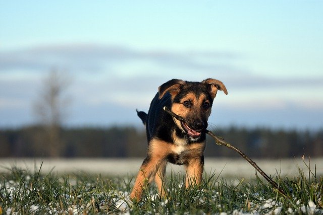 Free download dog puppy grass snow mammal free picture to be edited with GIMP free online image editor