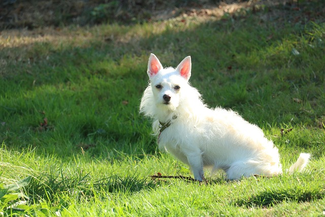 Free download dog puppy pet canine white dog free picture to be edited with GIMP free online image editor