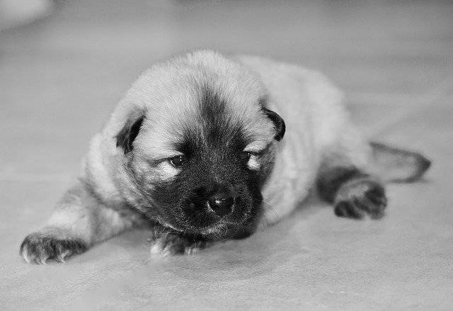 Unduh gratis Dog Puppy Photo Black White template foto gratis untuk diedit dengan editor gambar online GIMP