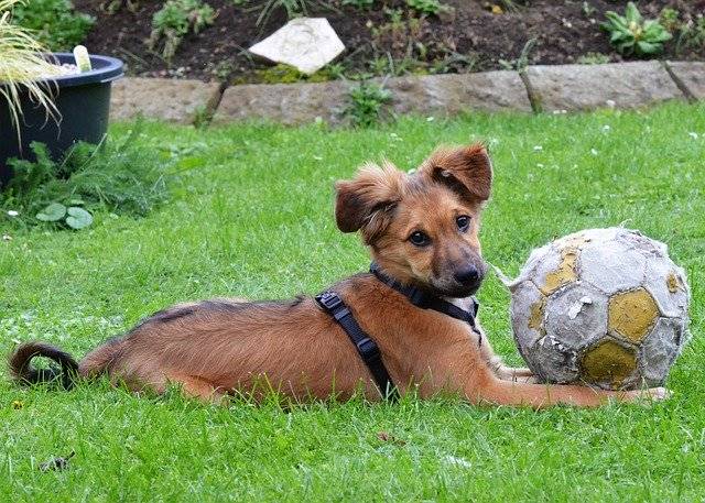 Kostenloser Download Dog Puppy With Ball - kostenloses Foto oder Bild zur Bearbeitung mit GIMP Online-Bildbearbeitung