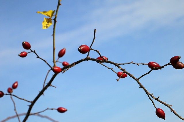 Ücretsiz indir Dog Rose Hip Karpuzu - GIMP çevrimiçi resim düzenleyiciyle düzenlenecek ücretsiz fotoğraf veya resim