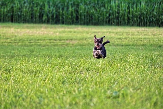 Free download dog running pet canine dog park free picture to be edited with GIMP free online image editor