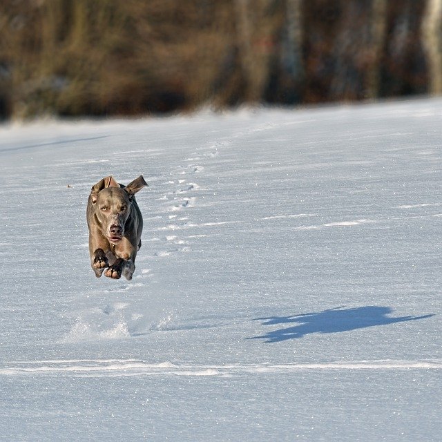 Free download dog run snow jump weimaraner free picture to be edited with GIMP free online image editor