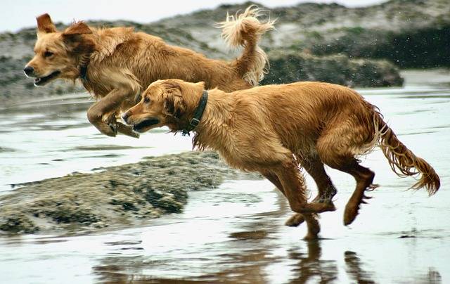 Descarga gratis perros caninos playa arena imagen gratis para editar con GIMP editor de imágenes en línea gratuito