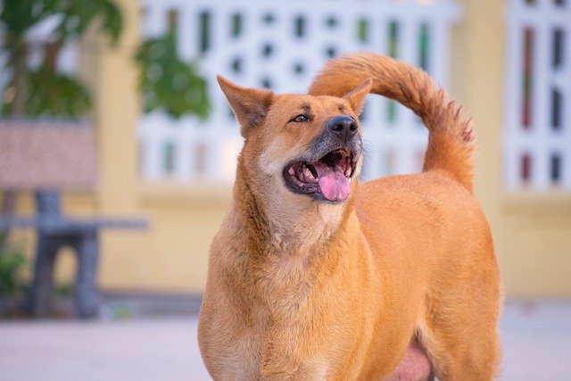 Free download dog shiba inu pet mammal nature free picture to be edited with GIMP free online image editor