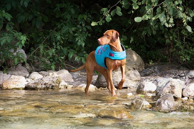 Free download dog vizsla animal summer walking free picture to be edited with GIMP free online image editor