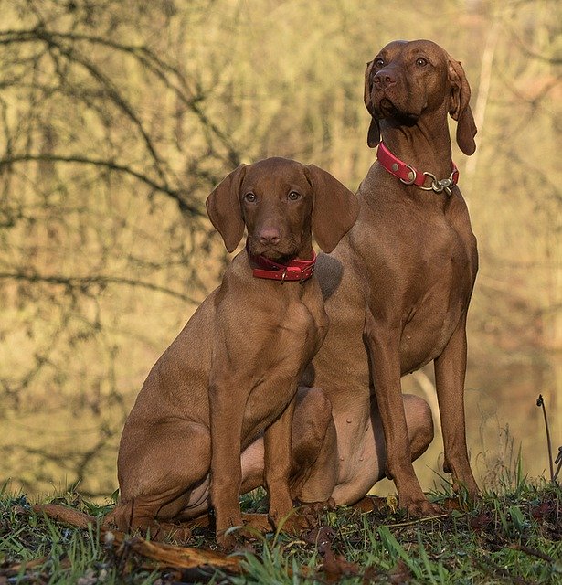 Free download dog vizsla sitting vizsla vizsla free picture to be edited with GIMP free online image editor