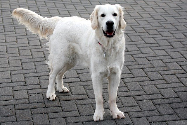 Bezpłatne pobieranie Dog White Retriever - bezpłatne zdjęcie lub obraz do edycji za pomocą internetowego edytora obrazów GIMP