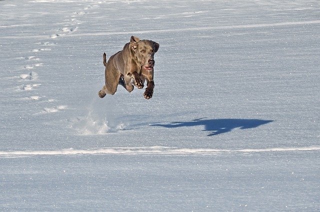 Free download dog winter snow jump weimaraner free picture to be edited with GIMP free online image editor