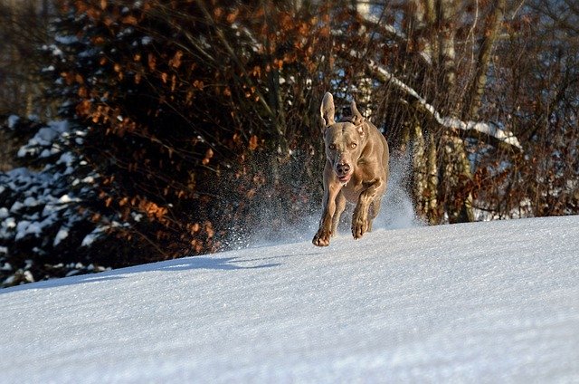 Free download dog winter snow run weimaraner free picture to be edited with GIMP free online image editor