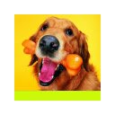 Dog with toy  screen for extension Chrome web store in OffiDocs Chromium