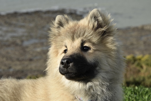 Free download dog young eurasier free picture to be edited with GIMP free online image editor