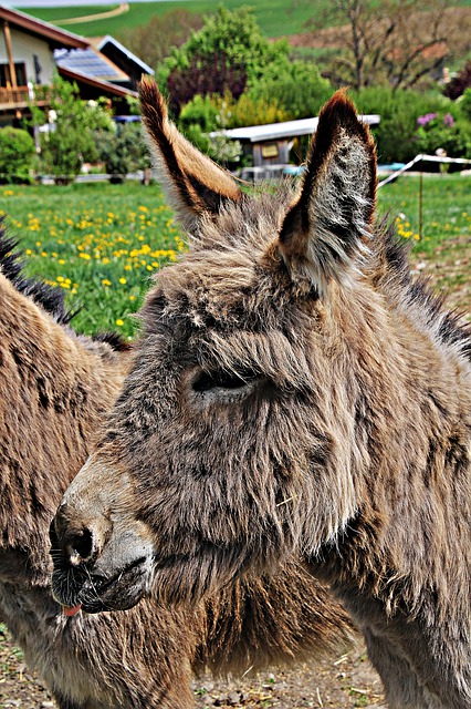 Téléchargement gratuit de l'image gratuite de l'animal de meute à oreilles de chien d'âne à éditer avec l'éditeur d'images en ligne gratuit GIMP