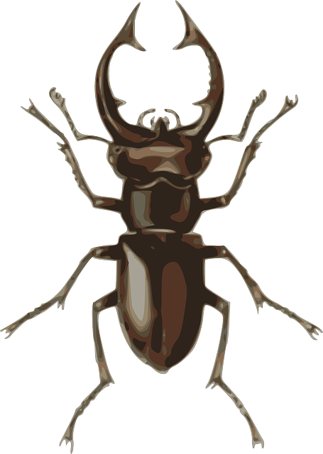 Free download Dorbeetle Insect Beetle - Free vector graphic on Pixabay free illustration to be edited with GIMP free online image editor