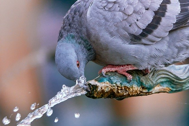 Free download dove bird fountain water jet drink free picture to be edited with GIMP free online image editor