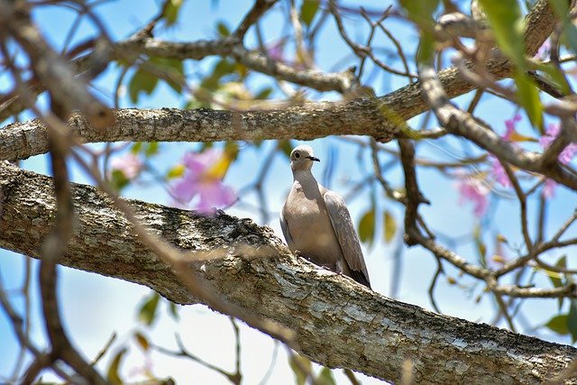 Free download dove bird nature animal columbidae free picture to be edited with GIMP free online image editor