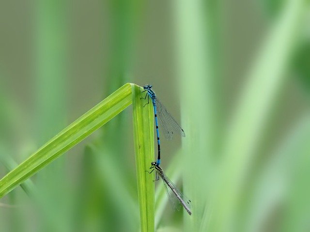 Kostenloser Download Dragonflies Pairing Nature - kostenloses Foto oder Bild zur Bearbeitung mit GIMP Online-Bildbearbeitung