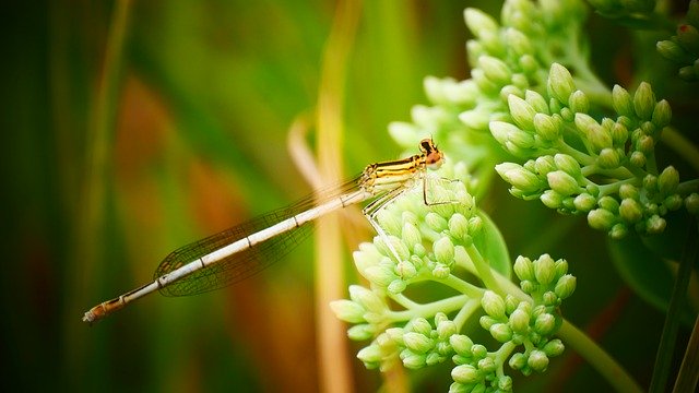 Unduh gratis Dragonfly Damsel Flower - foto atau gambar gratis untuk diedit dengan editor gambar online GIMP