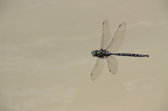 ດາວ​ໂຫຼດ​ຟຣີ Dragonfly Fly Insect - ຮູບ​ພາບ​ຟຣີ​ຫຼື​ຮູບ​ພາບ​ທີ່​ຈະ​ໄດ້​ຮັບ​ການ​ແກ້​ໄຂ​ກັບ GIMP ອອນ​ໄລ​ນ​໌​ບັນ​ນາ​ທິ​ການ​ຮູບ​ພາບ​