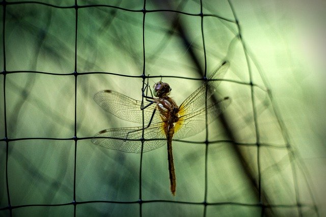 Free download dragonfly insect bug net wildlife free picture to be edited with GIMP free online image editor