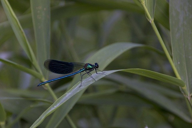 Free download dragonfly insect close up flow free picture to be edited with GIMP free online image editor