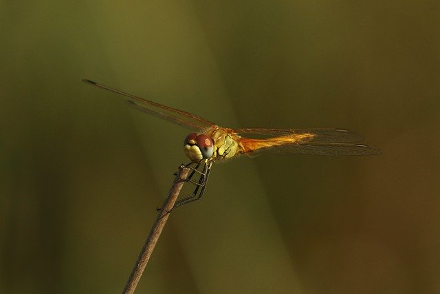 Free download dragonfly insect odonata flight free picture to be edited with GIMP free online image editor