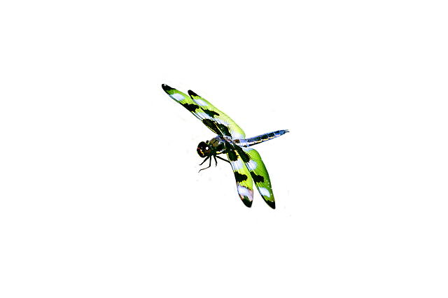 Free download Dragonfly Masked Green -  free illustration to be edited with GIMP free online image editor