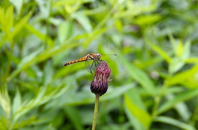 Free download dragonfly note thistle oze free picture to be edited with GIMP free online image editor