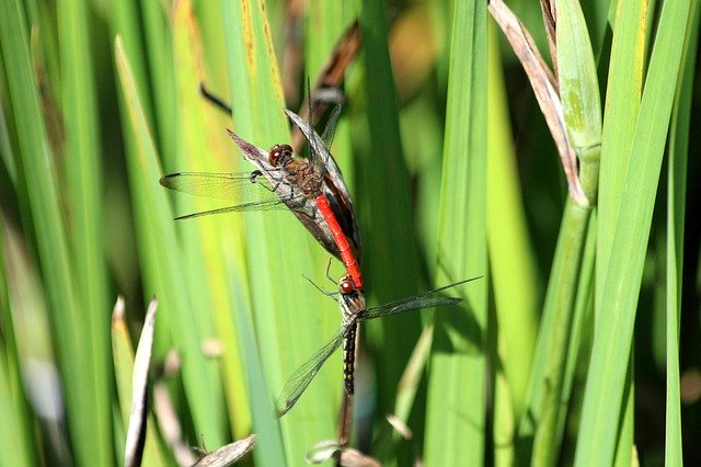 Free download dragonfly red dragonfly insect free picture to be edited with GIMP free online image editor