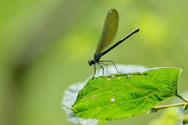 Téléchargement gratuit d'ailes de libellule feuillage vert image gratuite à éditer avec l'éditeur d'images en ligne gratuit GIMP