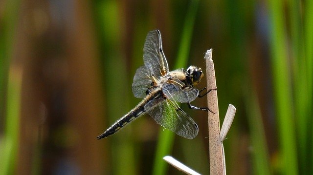 دانلود رایگان Dragonfly Winnipeg Manitoba - عکس یا تصویر رایگان قابل ویرایش با ویرایشگر تصویر آنلاین GIMP