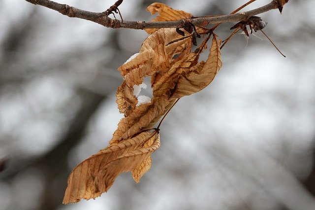 دانلود رایگان قالب عکس رایگان Dry Leaves Branch Winter برای ویرایش با ویرایشگر تصویر آنلاین GIMP