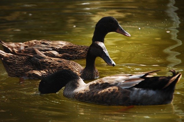 Téléchargement gratuit de Canard Animaux Plumage - photo ou image gratuite à modifier avec l'éditeur d'images en ligne GIMP