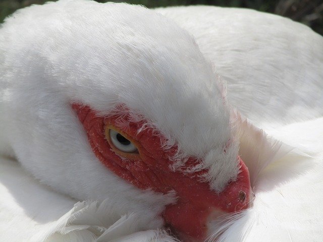 ดาวน์โหลดฟรี Duck Barbarism Red - ภาพถ่ายหรือรูปภาพฟรีที่จะแก้ไขด้วยโปรแกรมแก้ไขรูปภาพออนไลน์ GIMP