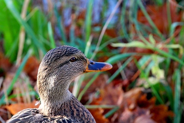 Free download duck beak plumage nature free picture to be edited with GIMP free online image editor