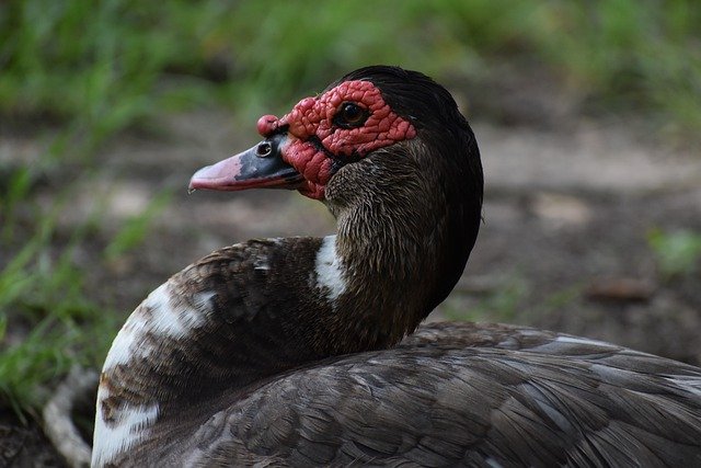 Free download duck bill bird close up animal free picture to be edited with GIMP free online image editor