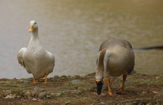 ດາວໂຫລດຟຣີ duck bird lake ທໍາມະຊາດ caribbean ຮູບພາບຟຣີທີ່ຈະແກ້ໄຂດ້ວຍ GIMP ບັນນາທິການຮູບພາບອອນໄລນ໌ຟຣີ