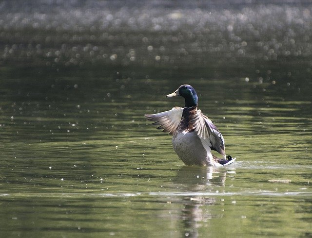 Free download duck bird mallard waterfowl free picture to be edited with GIMP free online image editor