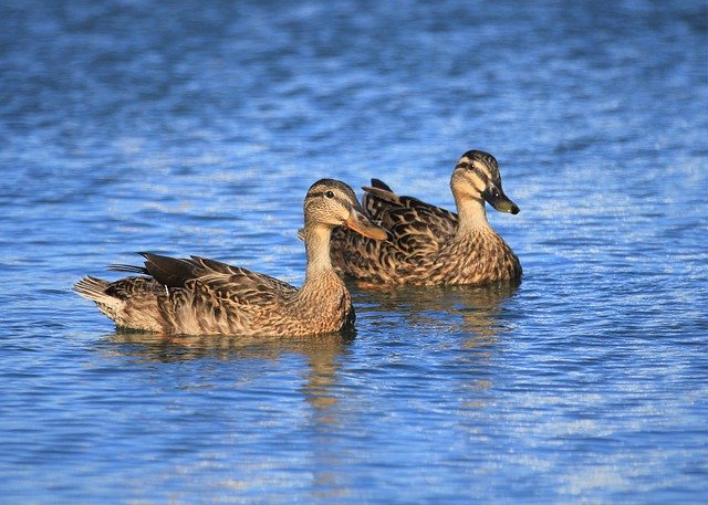 Free download duck bird watching two mallard free picture to be edited with GIMP free online image editor